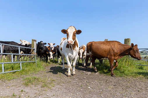 Charolais beef cattle in pasture: bull and cow front view.