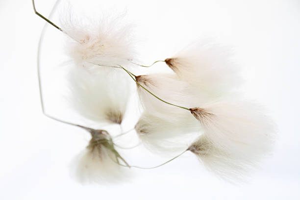 dry cotton grass stock photo