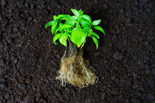 istock Fresh Plants with Rich Roots Ready for Transplanting 1759262132