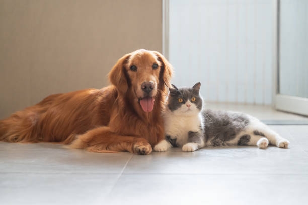 istock Golden Retrievers and British Shorthairs 1759272256