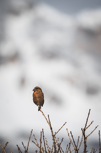 A small bird perched atop a barren winter branch, looking out into the distance