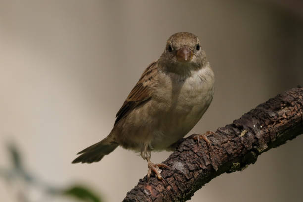 istock Moineau domestique (Passer domesticus) 1759295461