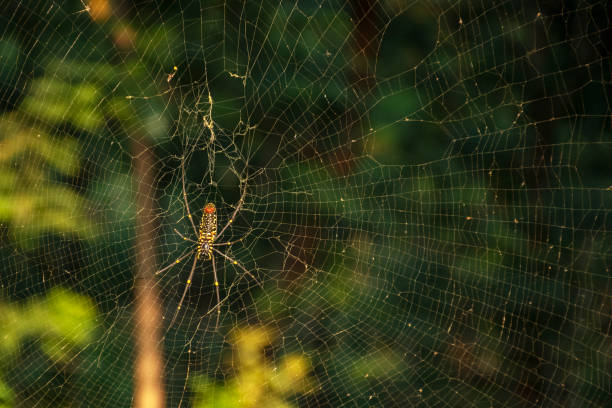 Free picture: details, sharp, spider web, thorn, tree, nature, upclose ...