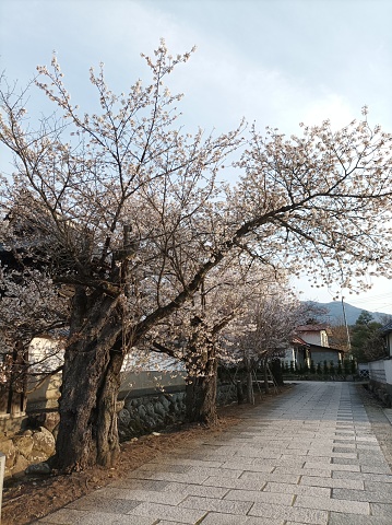 Beautiful cherry blossoms in Nagano Prefecture, Japan.