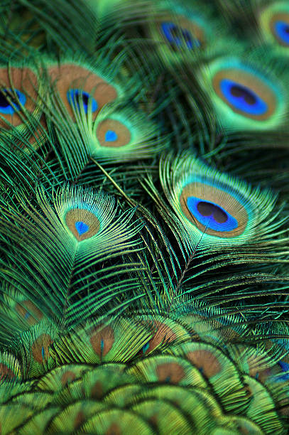 istock Close up of Peacock feather 175930089