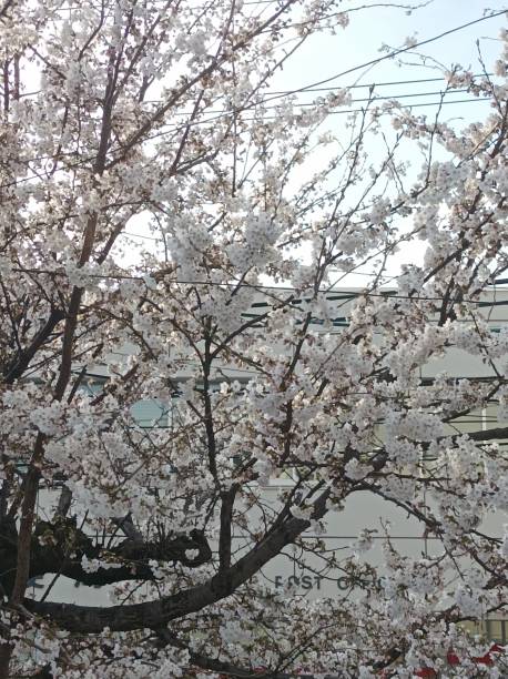 istock Beautiful cherry blossoms in Nagano Prefecture, Japan. 1759303765