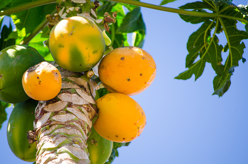 A group of Ripe Round papaya on a tree, Papaya skin, pulp, and seeds contain a variety of phytochemicals, including carotenoids and polyphenols.