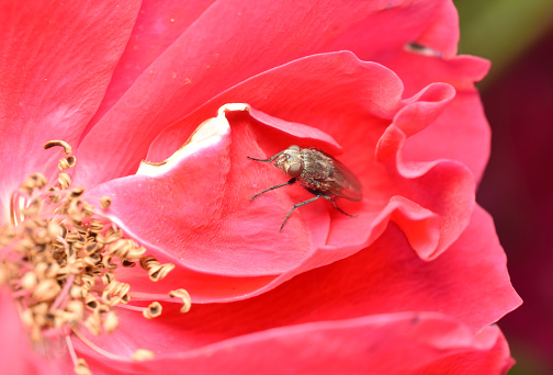 A fly sits on the red petals of a flower, next to the stamens.