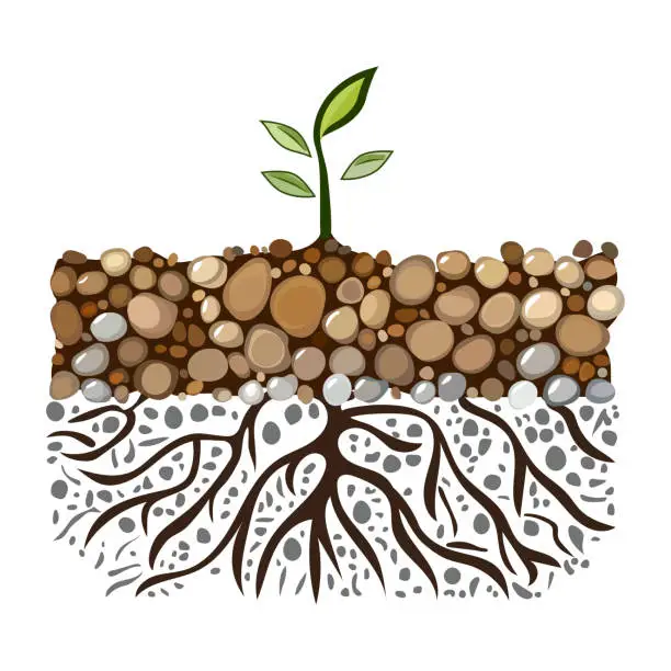 Vector illustration of Sprout with root system in soil isolated on white background. Young green plant with roots. Dirt layers, stone and root. Cross section ground slice. Underground layers of earth and groundwater. Vector