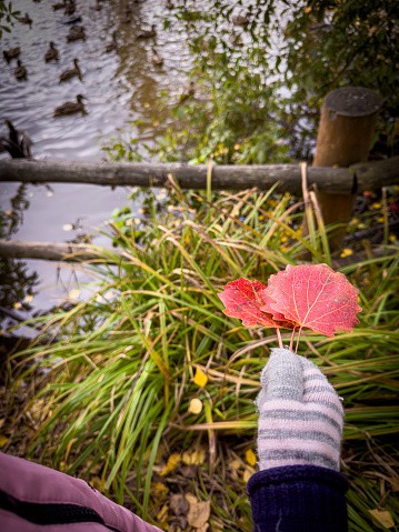 red autumn leaves in a hand dressed in a mitten against the backdrop of a lake with ducks