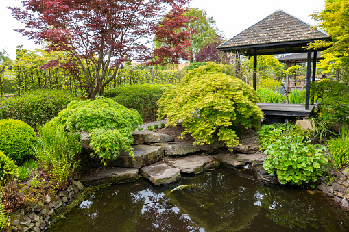 Japanese garden . Beauty in nature in springtime