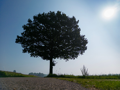 A lone tree in farm landscape along rural  road on a foggy morning. Rising vertical drone shot. The Netherlands.