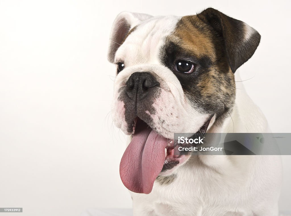 Jeune Bouledogue anglais chiot photo sur fond blanc Copyspace - Photo de Animaux de compagnie libre de droits