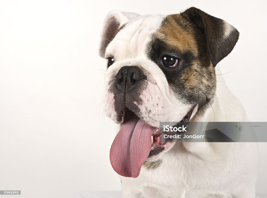젊은 잉글리시불독 강아지 헤드샷 Copyspace (흰색 배경 - 로열티 프리 갈색 스톡 사진