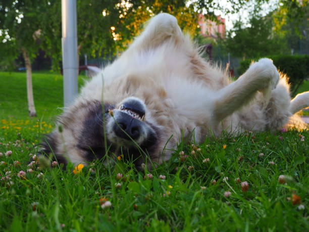 istock Dog rolling on the grass with pleasure in the park 1759346251