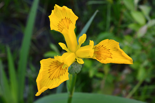 flower head of yellow iris isolated close up