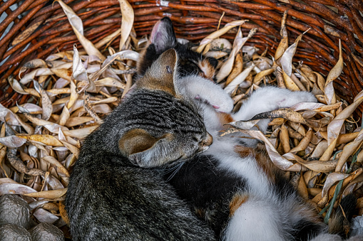 two small striped domestic kittens in the wicker basket with dried bean pods, close view