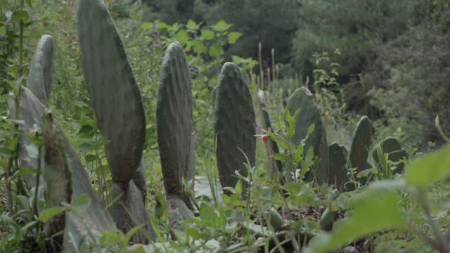 A panning shot of prickly pear cacti grown in the wild among the bushes