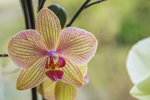 Floral concept. Orchid growing tips.  Most commonly grown house plants. Orchids blossom close up. Orchid flower pink and yellow bloom. Phalaenopsis orchid.