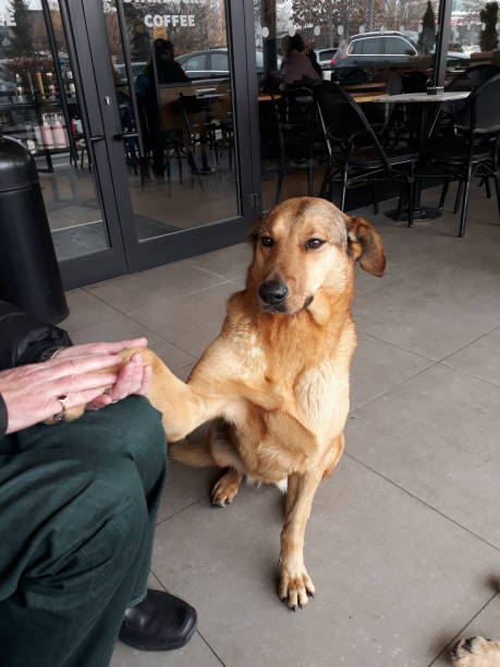 stray dog giving a hand to a sitting man