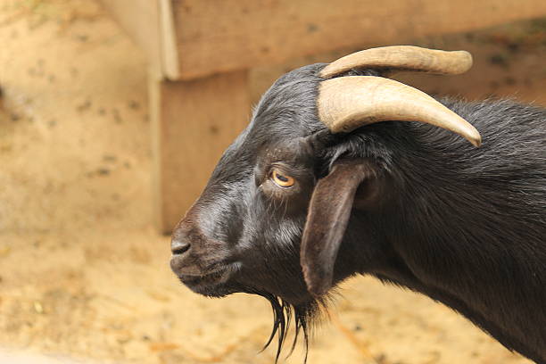 istock Goat Poses for its Portrait 175937205