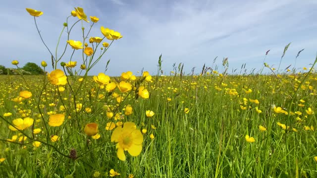 Buttercups swaying in gentle breeze idyllic wildflower meadow green pasture