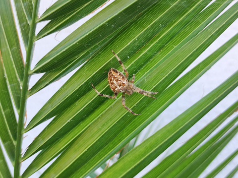 Tanyptera atrata climbing up in a green leaf forest