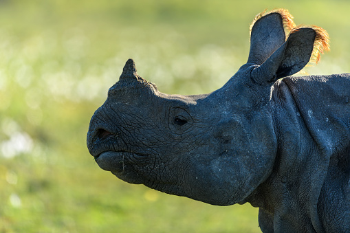Close-up against light portrait of a greater one-horned rhino showing the details of the face and orange colour of the ear tufts with background bokeh