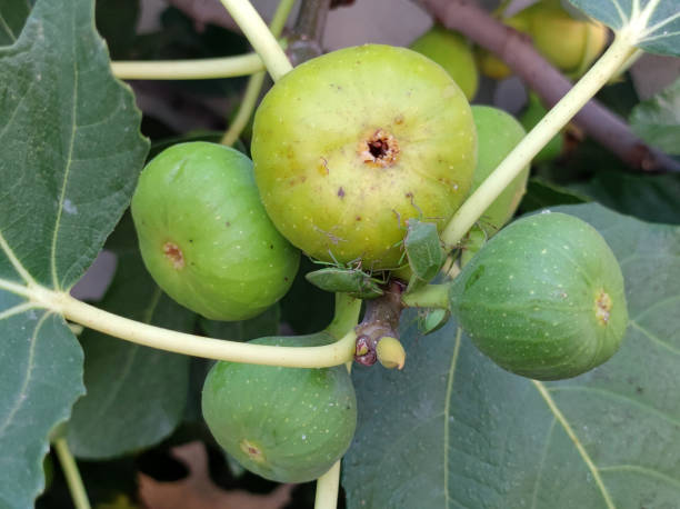 istock bees, flies and stinky bugs eating ripe figs close up 1759388115