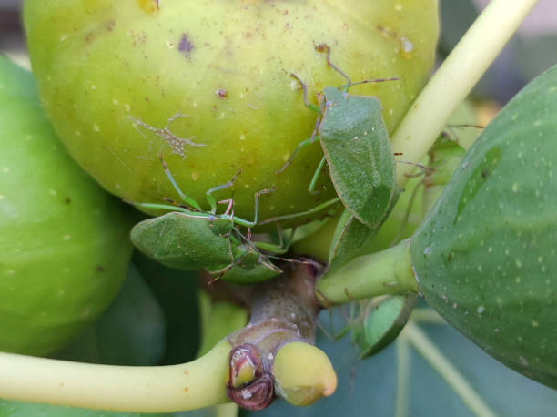 istock bees, flies and stinky bugs eating ripe figs close up 1759388156
