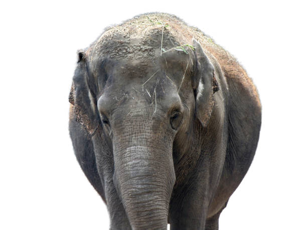 istock Asian elephant isolated on white background 1759389015