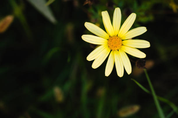 istock Yellow flowers garden background 1759389536