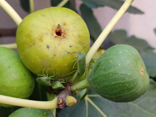 bees, flies and stinky bugs eating ripe figs close up