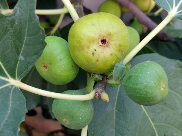 istock bees, flies and stinky bugs eating ripe figs close up 1759389540