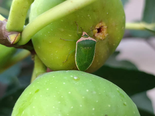 istock bees, flies and stinky bugs eating ripe figs close up 1759391119