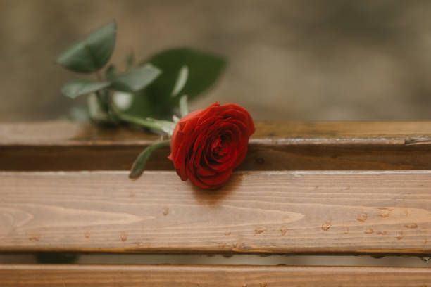 istock One red rose is lying on a bench in the rain. A bad date 1759395517