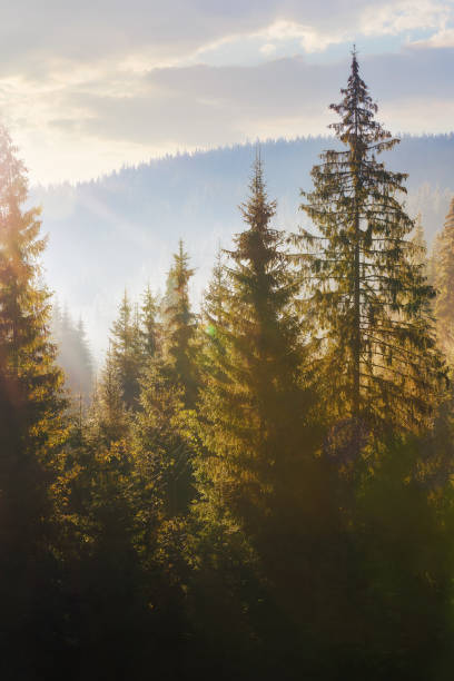 istock nature background of coniferous forest in mist 1759403566