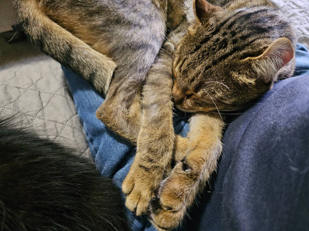 istock Spotted Cat Asleep on Person 1759404223