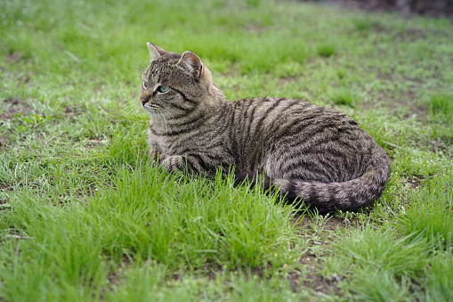 a homeless gray cat is sitting on the grass