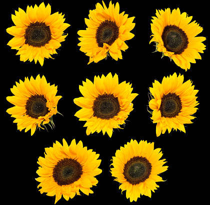 Some Sunflowers isolated on black background