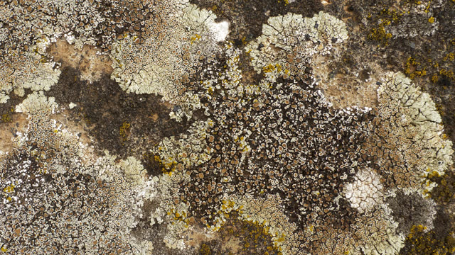 Lichenized fungus, close-up view