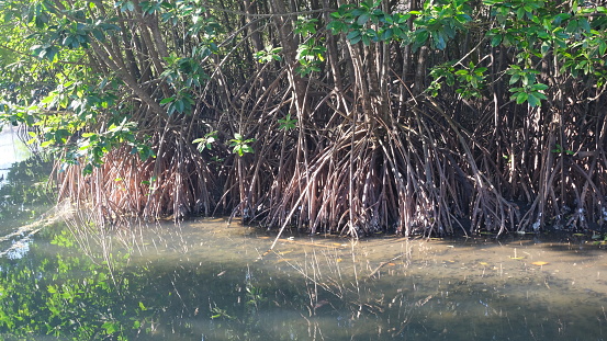 Close up of beautiful mangrove tree roots along clear river