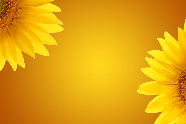 istock page decorated with flower details summer background 175942333