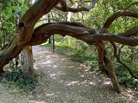 Stock photo showing a fallen tree blown over by very strong winds. This extreme weather has caused the trunk to bend right over (gradually, over the years), resulting in the branch arching over a dirt track with the need to be supported by a prop.
