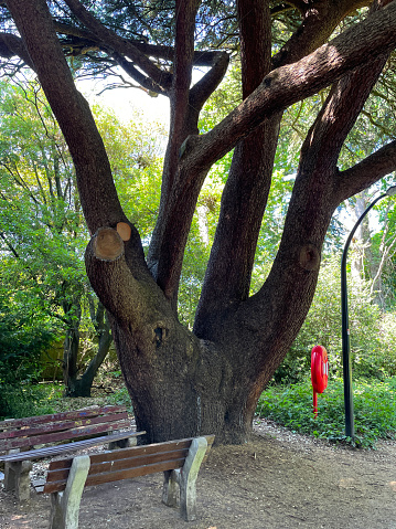 Stock photo showing a bench under a mature Cedar of Lebanon growing on bank of pond with a life preserver life ring.