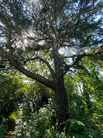 Stock photo showing spreading canopy of a Cedar of Lebanon in a woode area.