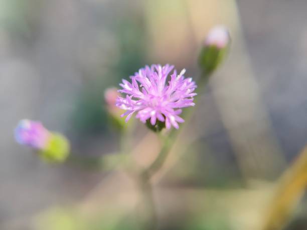 istock Pink colour wild flower 1759426161