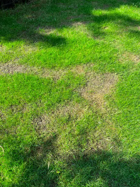 Stock photo showing close-up, elevated view of patchy lawn treated with weed killer ready to be covered in topsoil and sown with grass seed as part of early-Summer lawn maintenance.