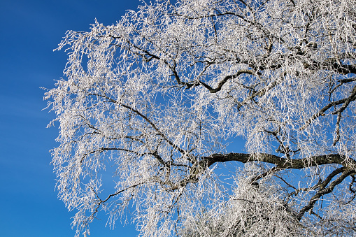 frosty birch tree against blue sky