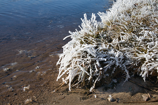 frosty grass on the river shore